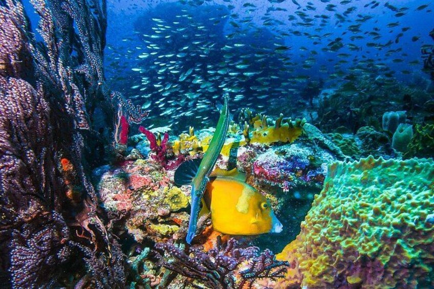 Bay Snorkeling Underwater 5