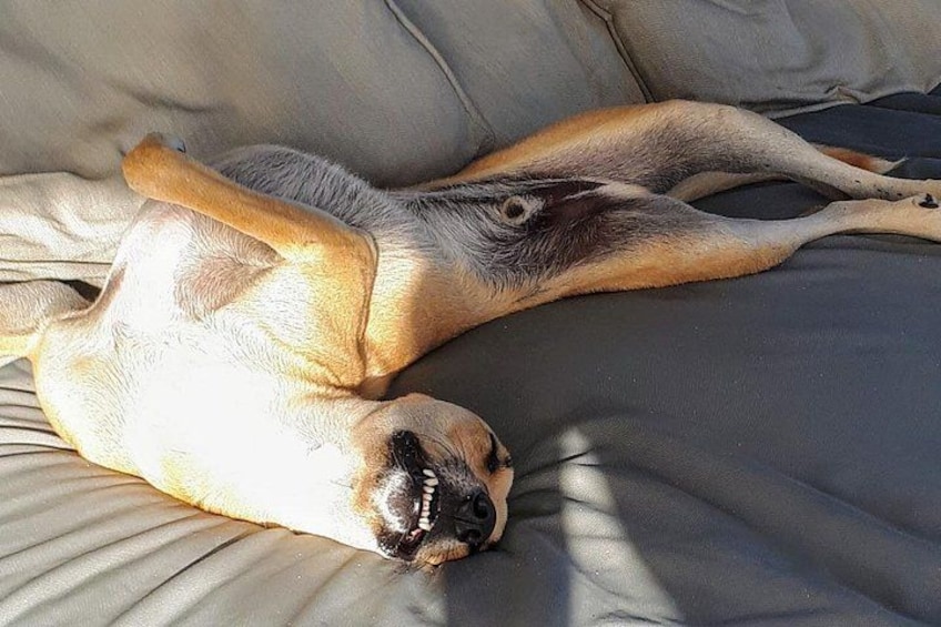 ALL INCLUSIVE Full Day snorkeling & sunset cruise with boat dogs 3