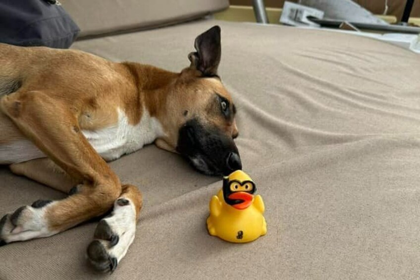 A dog lying on a beige couch with a rubber duck toy in front of it. 5