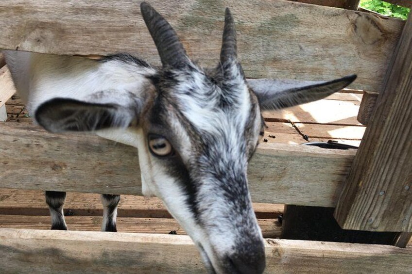 Belmont Estate Goat farm 3