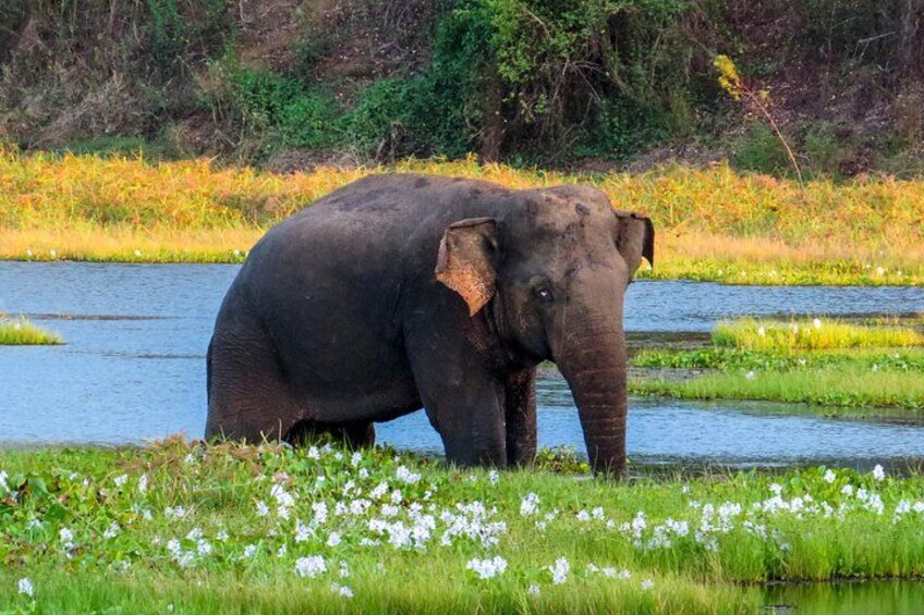 Wasgamuwa National Park Private Safari with Naturalist 2