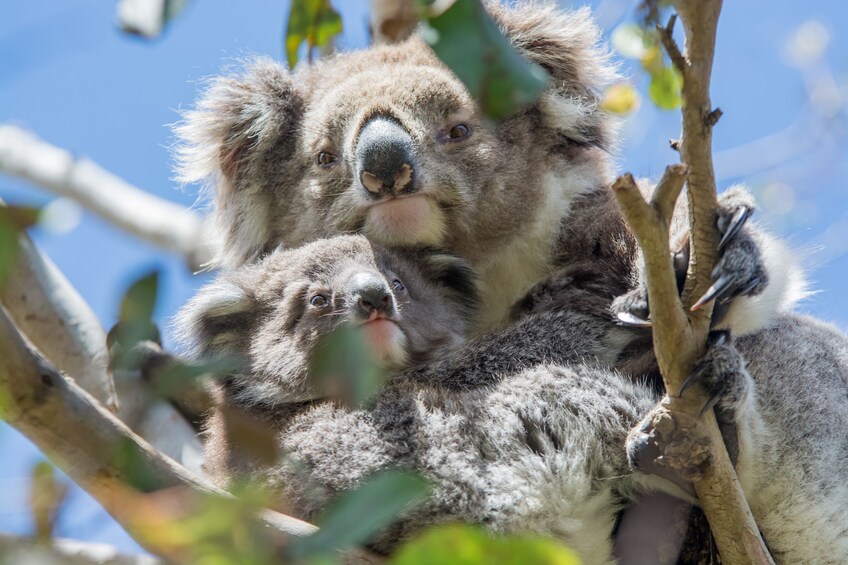 2-Day Melbourne to Adelaide Overland Touring in Small Groups