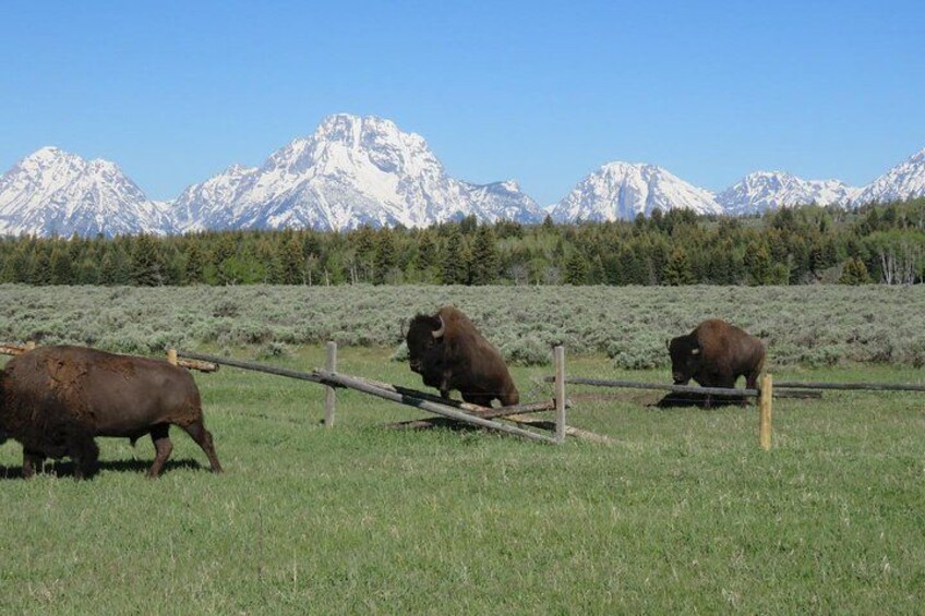 Bison grazing in a field with snow-capped mountains in the background. 4