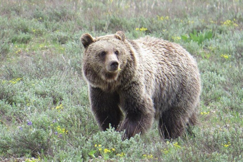 A bear walking in a grassy field with yellow flowers. 3