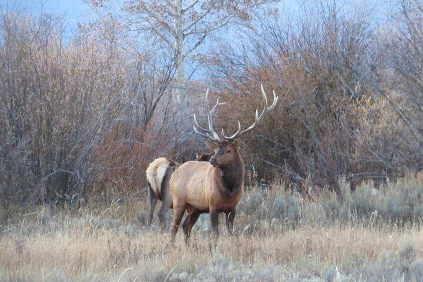 A large elk with prominent antlers standing in a grassy field with sparse trees in the background. 1