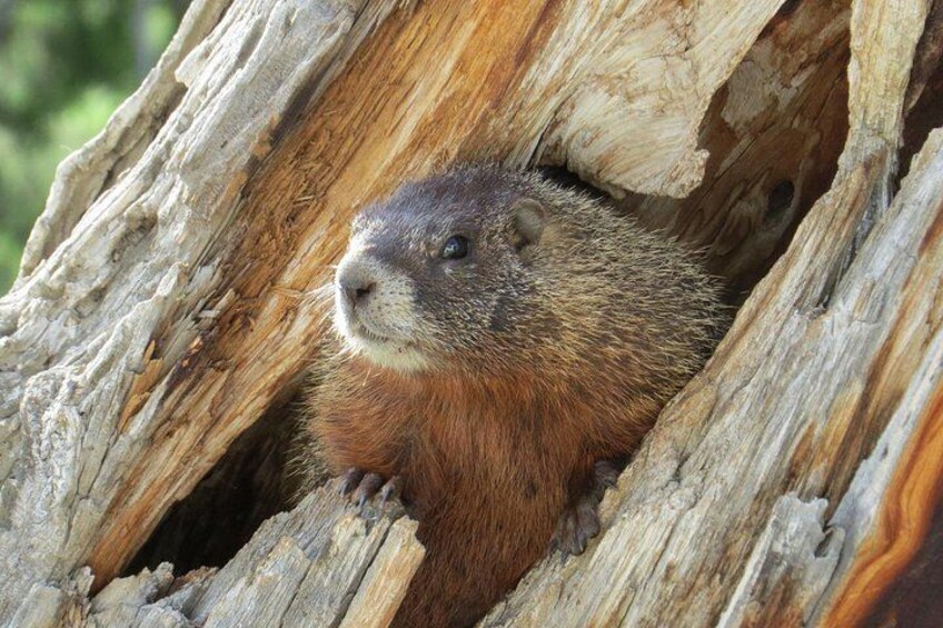 A marmot in a tree hollow. 5