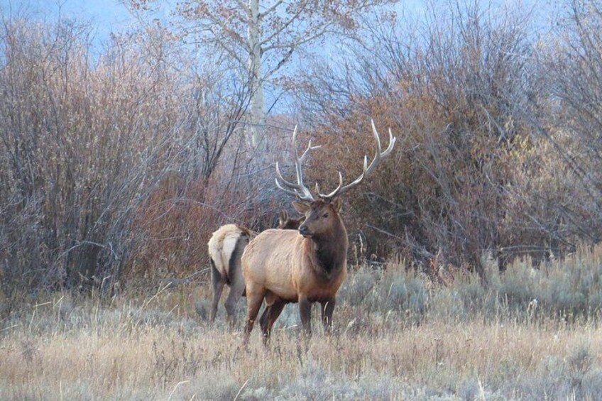 En stor älg med imponerande horn som står på en gräsklädd äng med några få träd i bakgrunden. 3