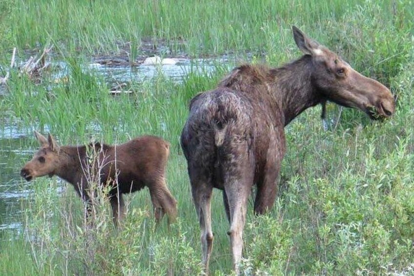 En älg med en kalv på en gräsklädd äng nära ett vattendrag. 2
