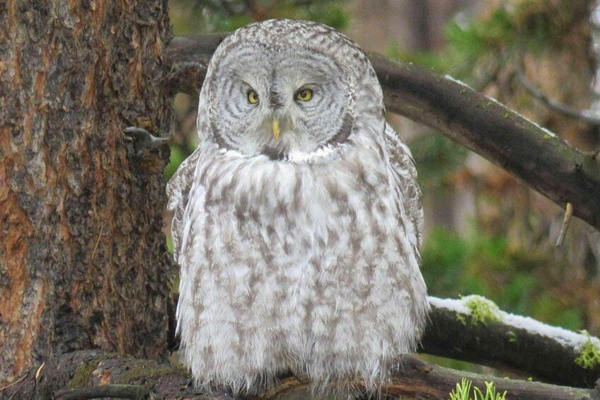 An owl perched on a tree branch in a forest. 4