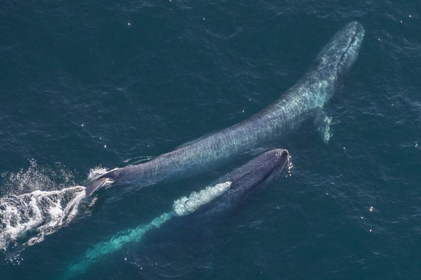 Une grande baleine nage dans l’océan. 1