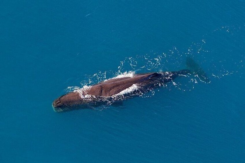 Una gran ballena nadando en el océano. 1
