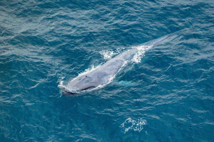 Une grande baleine nage dans l’océan. 5