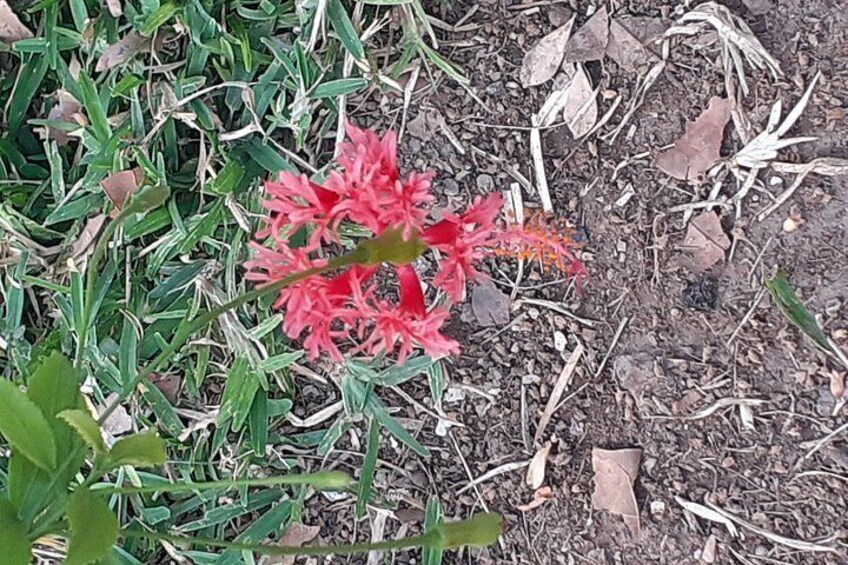 Una flor roja con hojas verdes sobre el suelo. 2