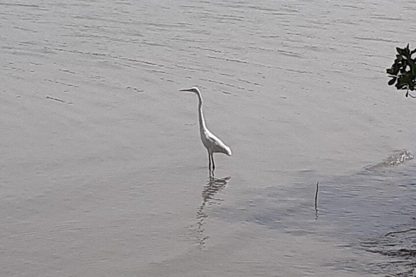 Un ave blanca parada en aguas poco profundas. 5