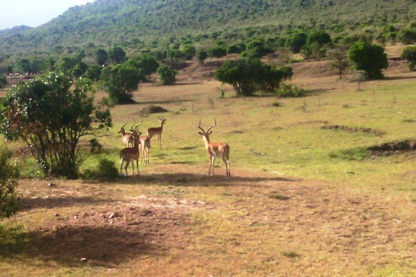 Un campo cubierto de hierba con varios antílopes de pie. 5
