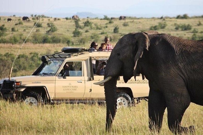 Un elefante cerca de un vehículo de safari con gente arriba. 1