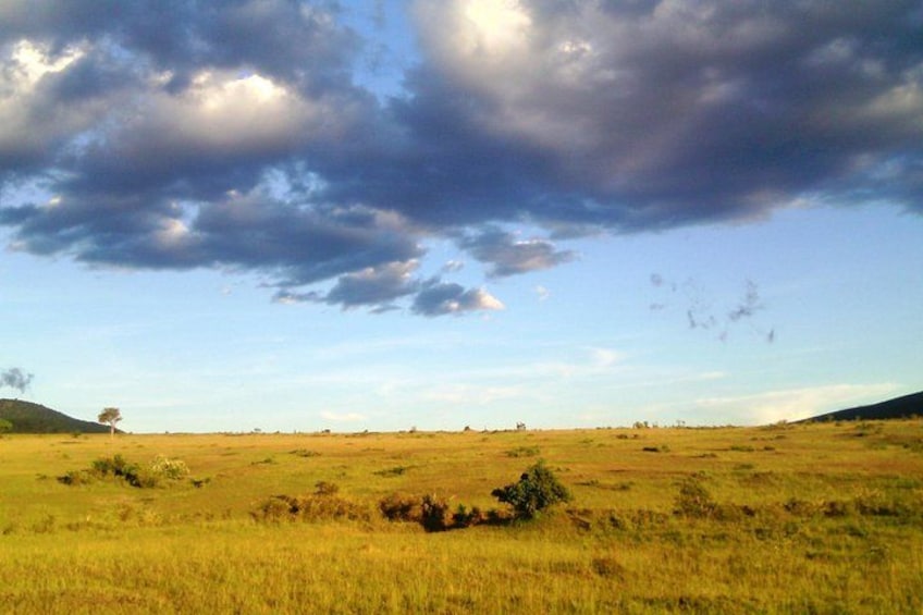 Un campo cubierto de hierba con árboles dispersos y un cielo nublado. 3
