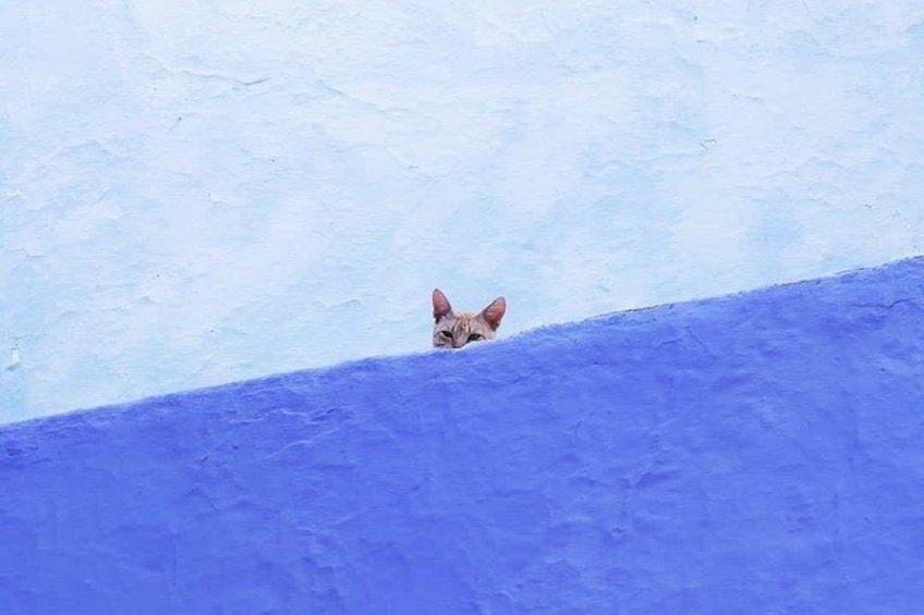 Een kat die over een blauw-wit geschilderde muur gluurt. 5