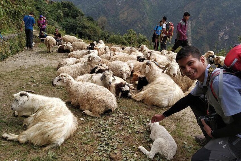Shepherd with his sheep on the way to Ghorepani 1