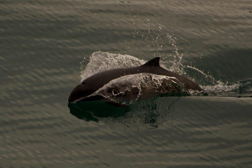 A shark swimming in the ocean. 2