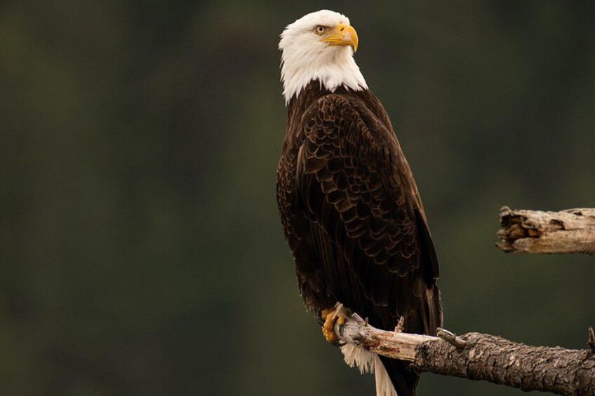 A bald eagle perched on a branch. 3