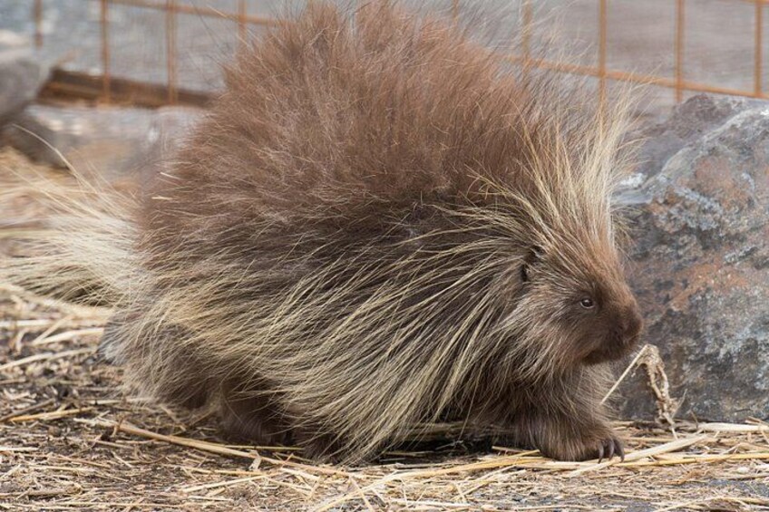 A porcupine with a bushy tail and quills, sitting on straw and rocks. 4