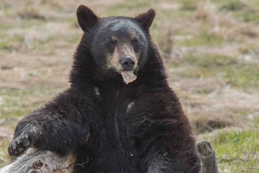 A black bear sitting on a log in a grassy area. 5