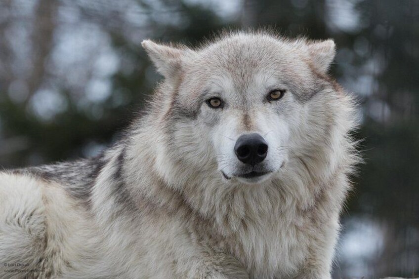 A wolf in a snowy forest. 3