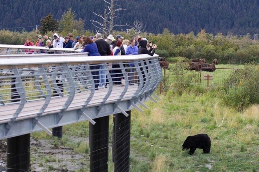 A group of people observing wildlife on a bridge, with a bear in the foreground. 2