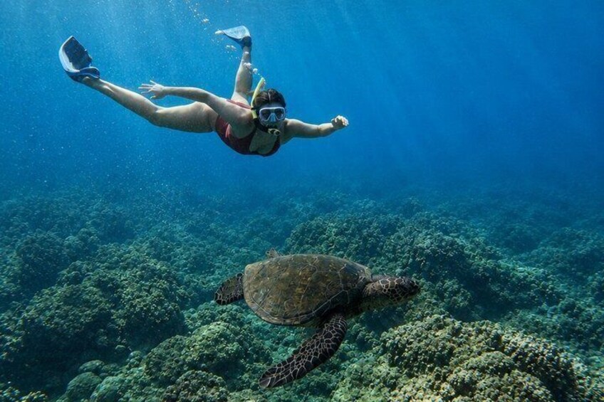 Turtle Town Snorkel With Photo and Video Turtle Guarantee 4