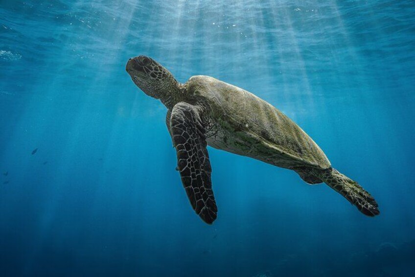 Une tortue de mer nageant sous l’eau. 2