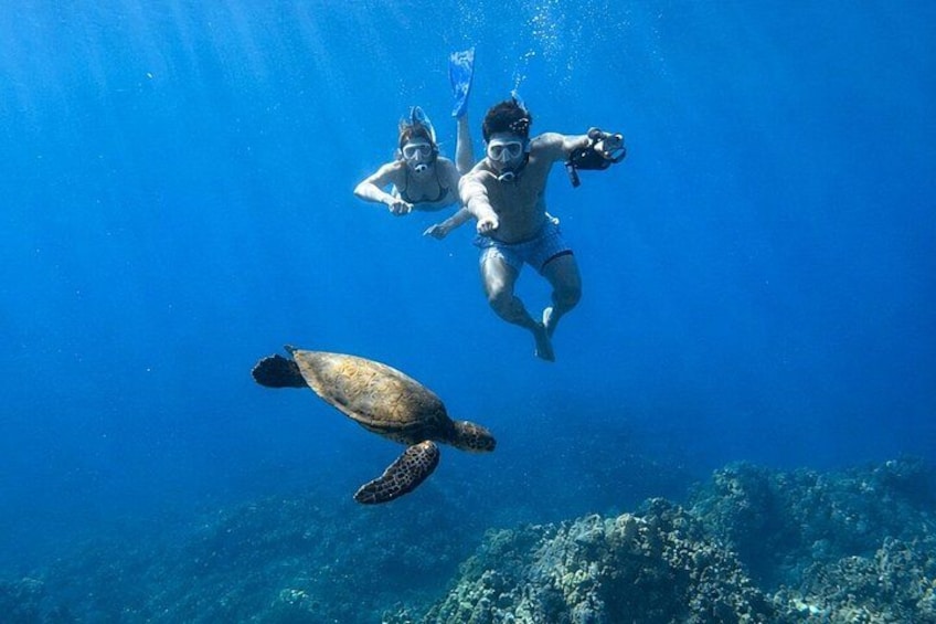 Turtle Town Snorkel With Photo and Video: Turtle Guarantee 5
