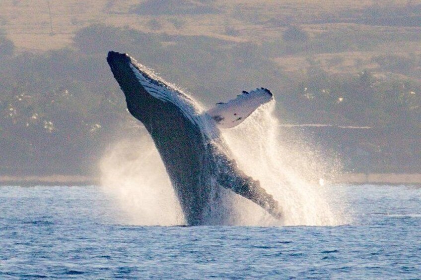 Watch whales before and after snorkeling 3