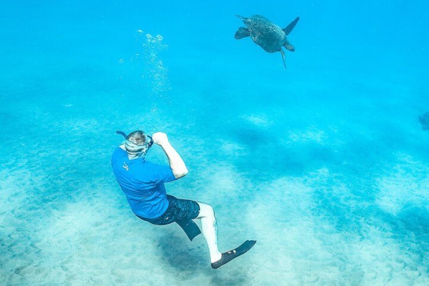 Swim with Hawaiian Green Sea Turtles 3