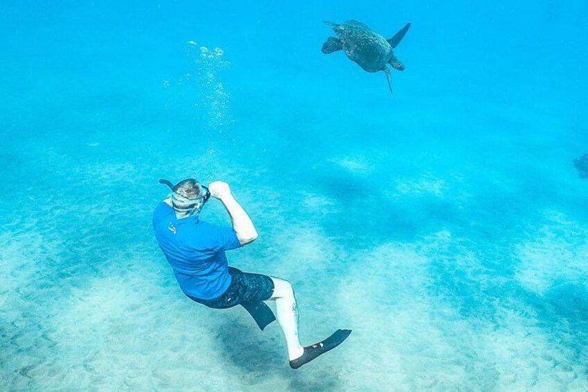 Swim with Hawaiian Green Sea Turtles 3