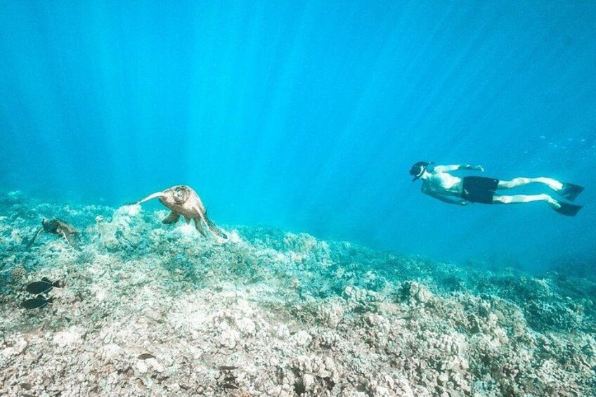 Swim with sea turtles and other marine life 5