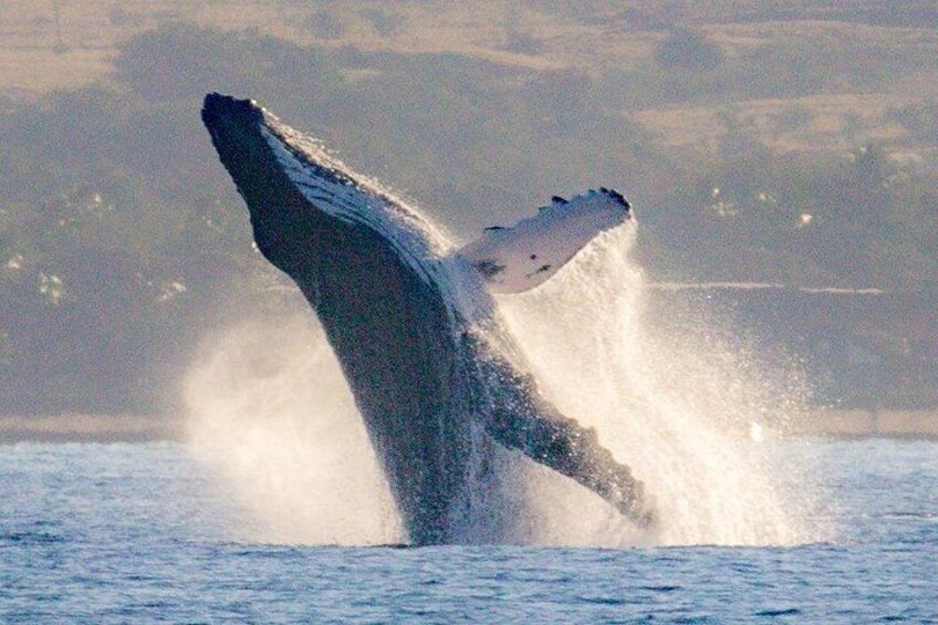 Watch whales before and after snorkeling 4