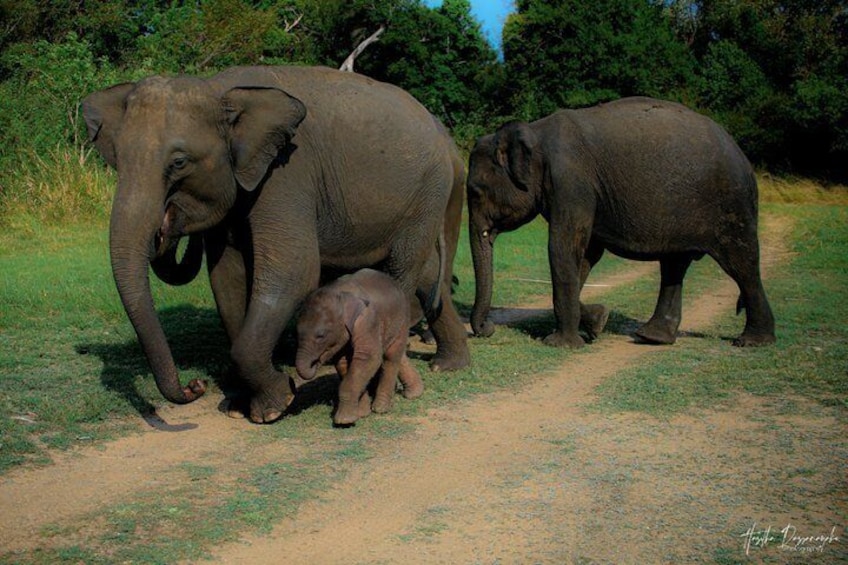 Minneriya National Park Half Day Private Safari With Expert Guide 1