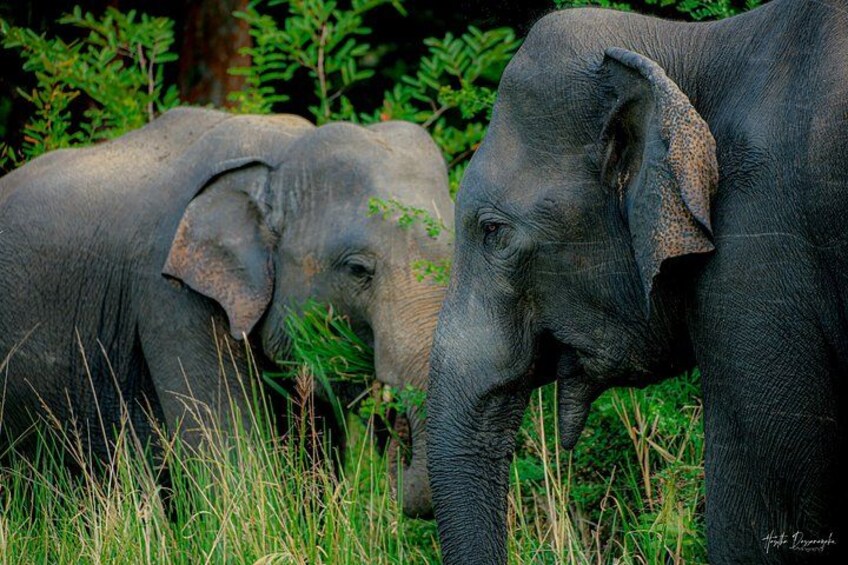 Two elephants in a grassy area with dense foliage in the background. 3