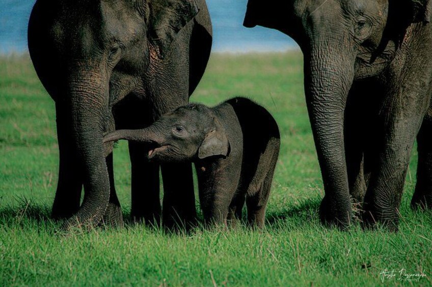 Private Jeep Safari at Minneriya National Park to Visit Elephants 5