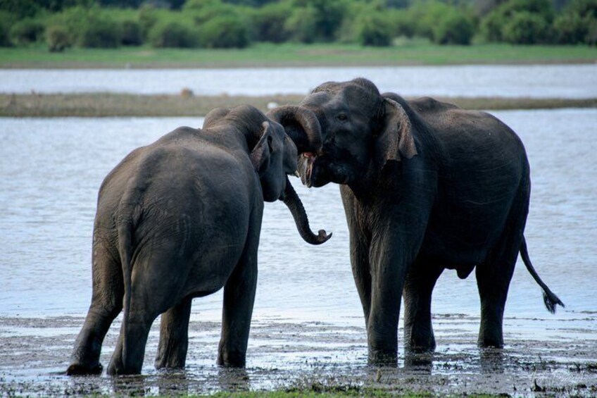 Minneriya National Park Half Day Private Safari With Expert Guide 1