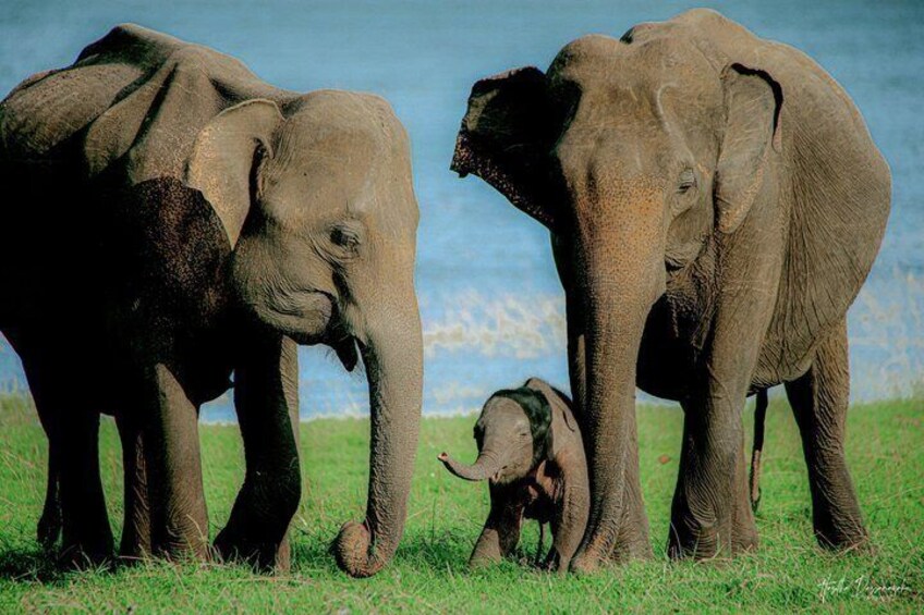 Minneriya National Park Half Day Private Safari With Expert Guide 5