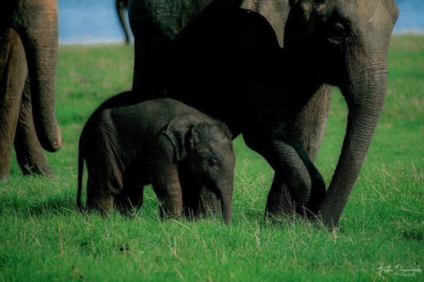 Minneriya National Park Half Day Private Safari With Expert Guide 4