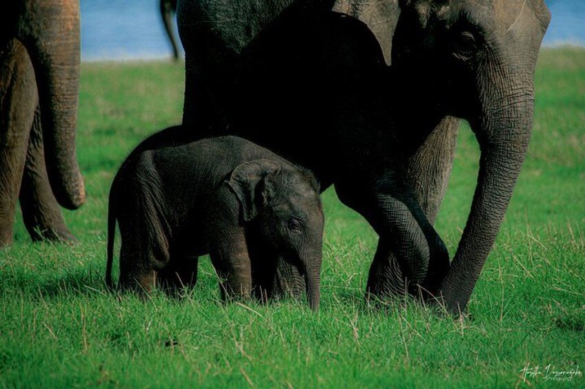 Een volwassen olifant en een jong in een grasveld. 4