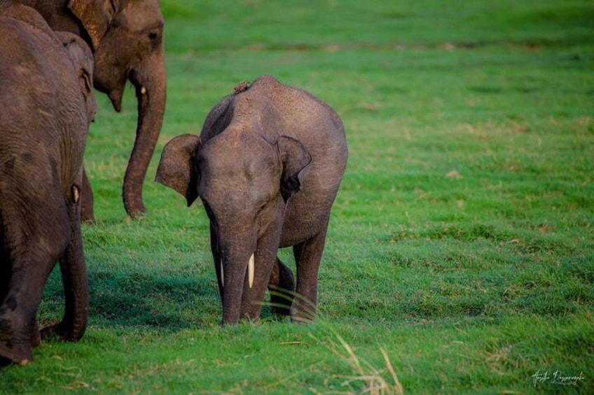 Minneriya National Park halfday Safari 5