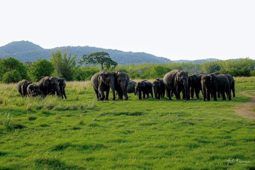 Minneriya National Park halfday Safari 4