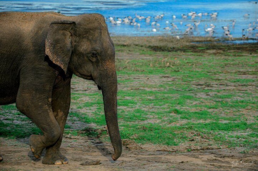 Minneriya National Park halfday Safari 3