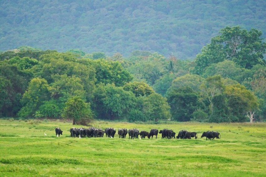 Private Jeep Safari at Minneriya National Park to Visit Elephants 3