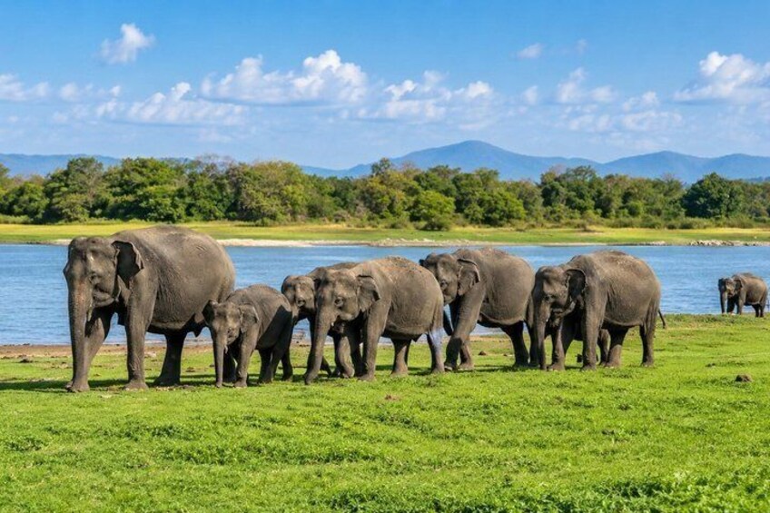 Minneriya National Park Half Day Private Safari With Expert Guide 1