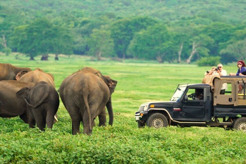 Private Jeep Safari at Minneriya National Park to Visit Elephants 1